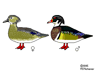 Wood Ducks