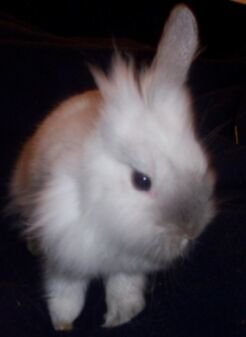 injured bunny