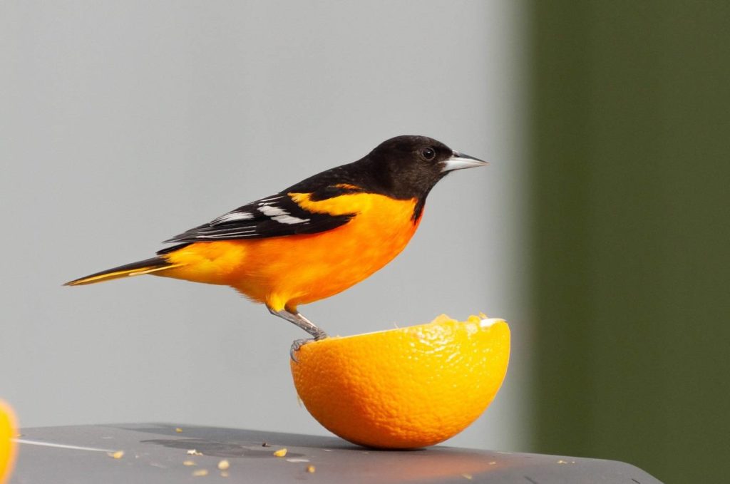 The 5 Best Oriole Feeders on the Market: An In-Depth Review