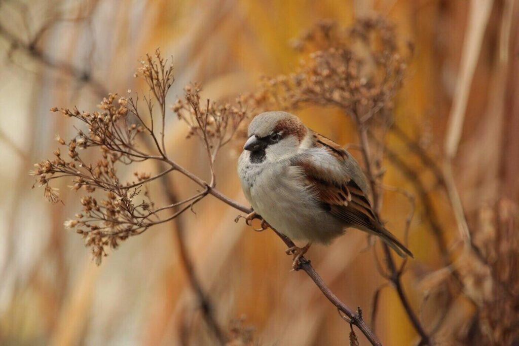 Birdwatching Tips For Fall