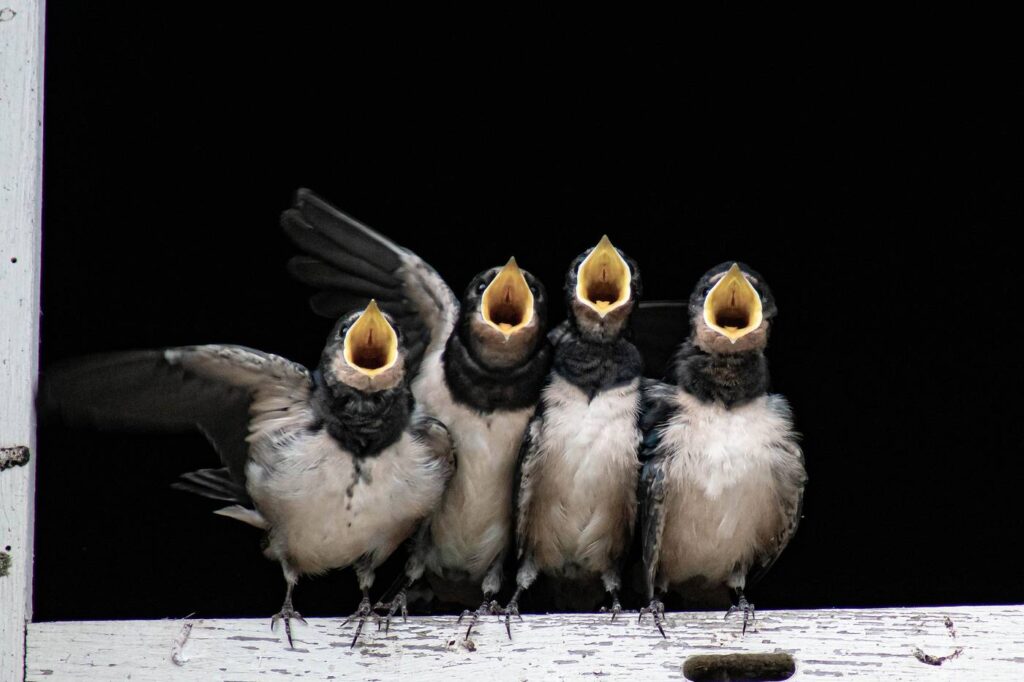 Swallow, Swift, Martin? How to Tell the Difference Between TheseIncredible Birds