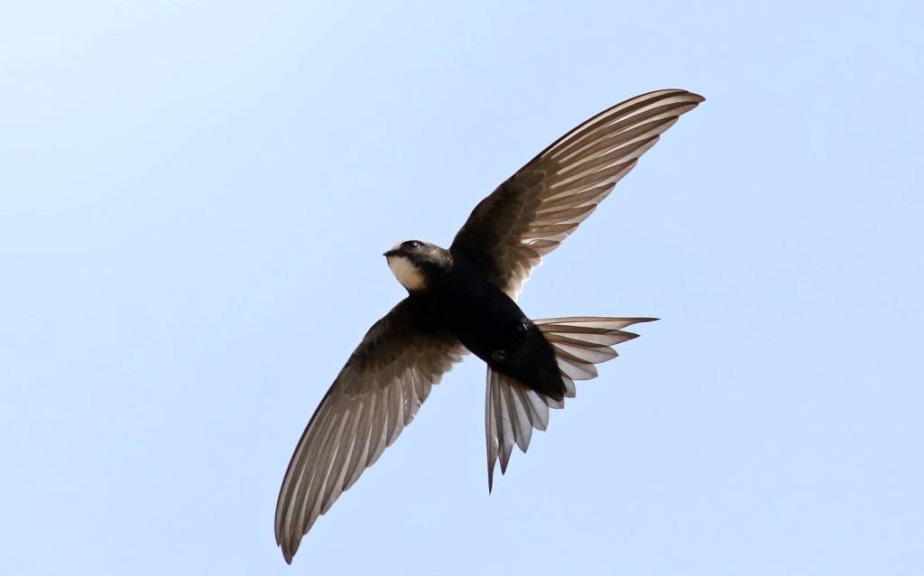 Swallow, Swift, Martin? How to Tell the Difference Between TheseIncredible Birds